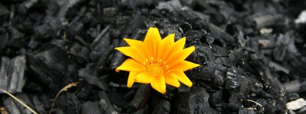 beauty-ashes-1024x384